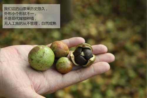 茶籽本香油什么意思（茶油茶籽）