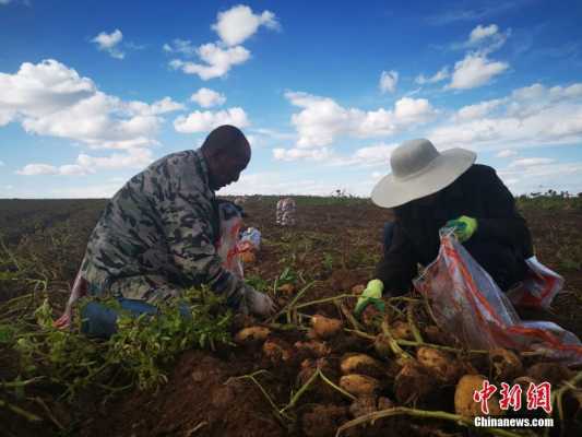 马铃薯什么时候中耕（马铃薯什么时候种什么时候收）