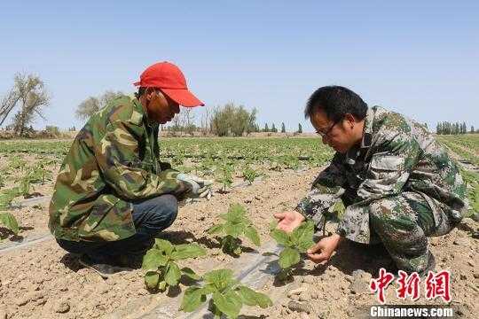 新疆农作物什么时候打药（新疆几月份开始种菜）