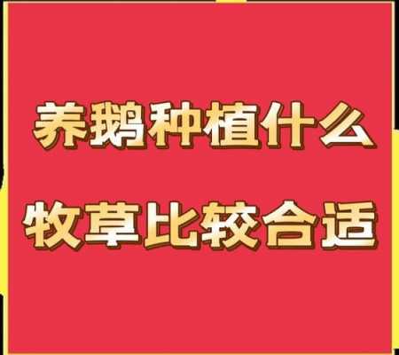 养xg什么意思（养代表什么意思）