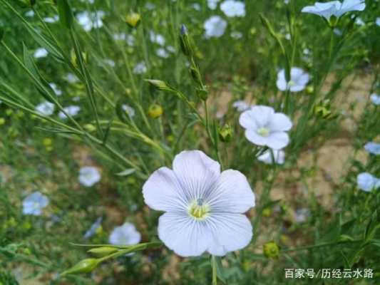 什么花可以用油渣（什么花可以用油渣种植）