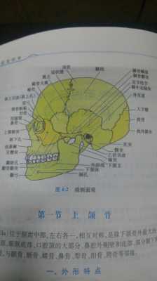 颚是什么的简称（颚指的是什么部位）