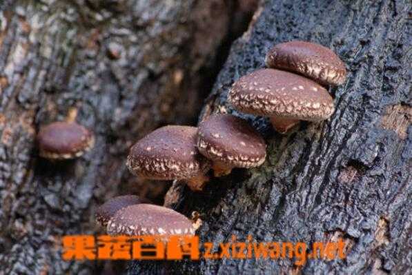 冬菇用什么木种的（冬菇种植技术）