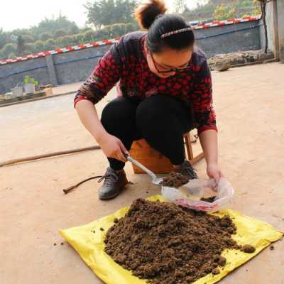 牛粪烘干后能种植什么（牛粪晒干了可以种花吗）