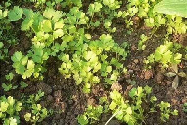 种植芹菜为什么要培土（种植芹菜土壤）