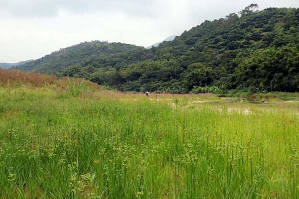 河边砂石地种植什么（河边沙土地适合种什么）