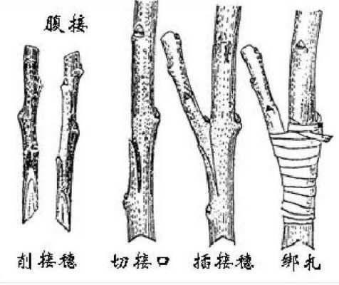 枝条削什么（枝条下端削成斜面的原因）