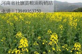 河南什么时候种油菜籽（河南油菜籽什么时候播种）