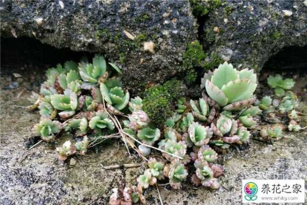 风化砂可以种什么（风化砂可以种什么植物）