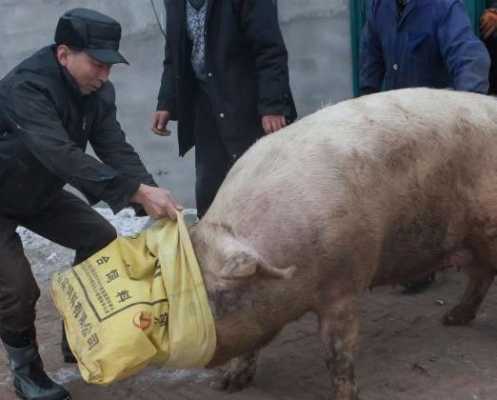 铲车推猪是为什么（铲车推人视频）