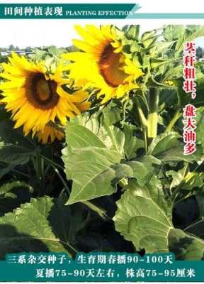 葵油菜籽不能和什么一起吃（油葵和菜籽油哪个好）