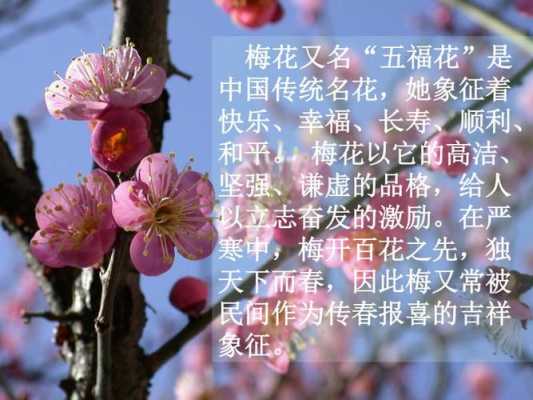 梅花在运输时注意什么（梅花需要注意什么）