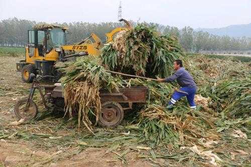 什么厂收秸秆颗粒（什么公司收秸秆）