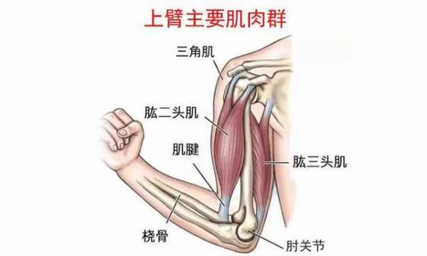 大臂有什么用（大臂在哪里）