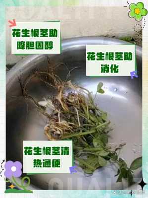 花生茎蔓有什么作用（花生茎能吃吗）