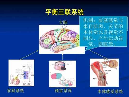 什么是中平衡（平衡中枢）